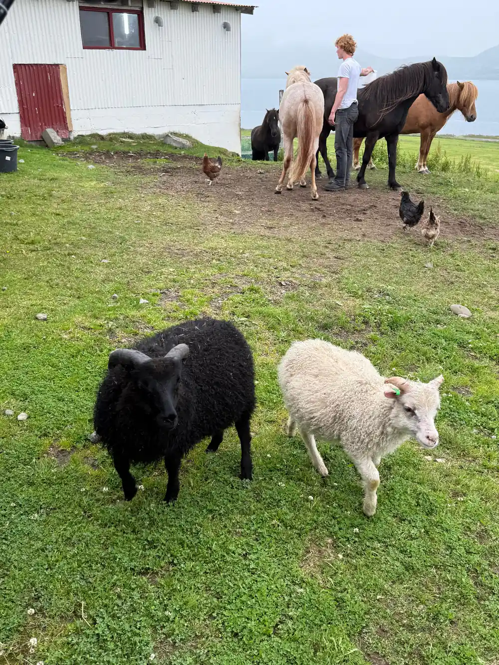 A black and a white sheep on farm grass with hens behind