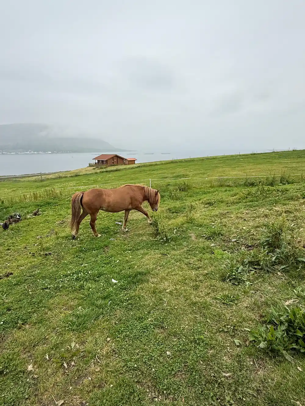 A chestnut horse grazing on a wet green slope by the shore