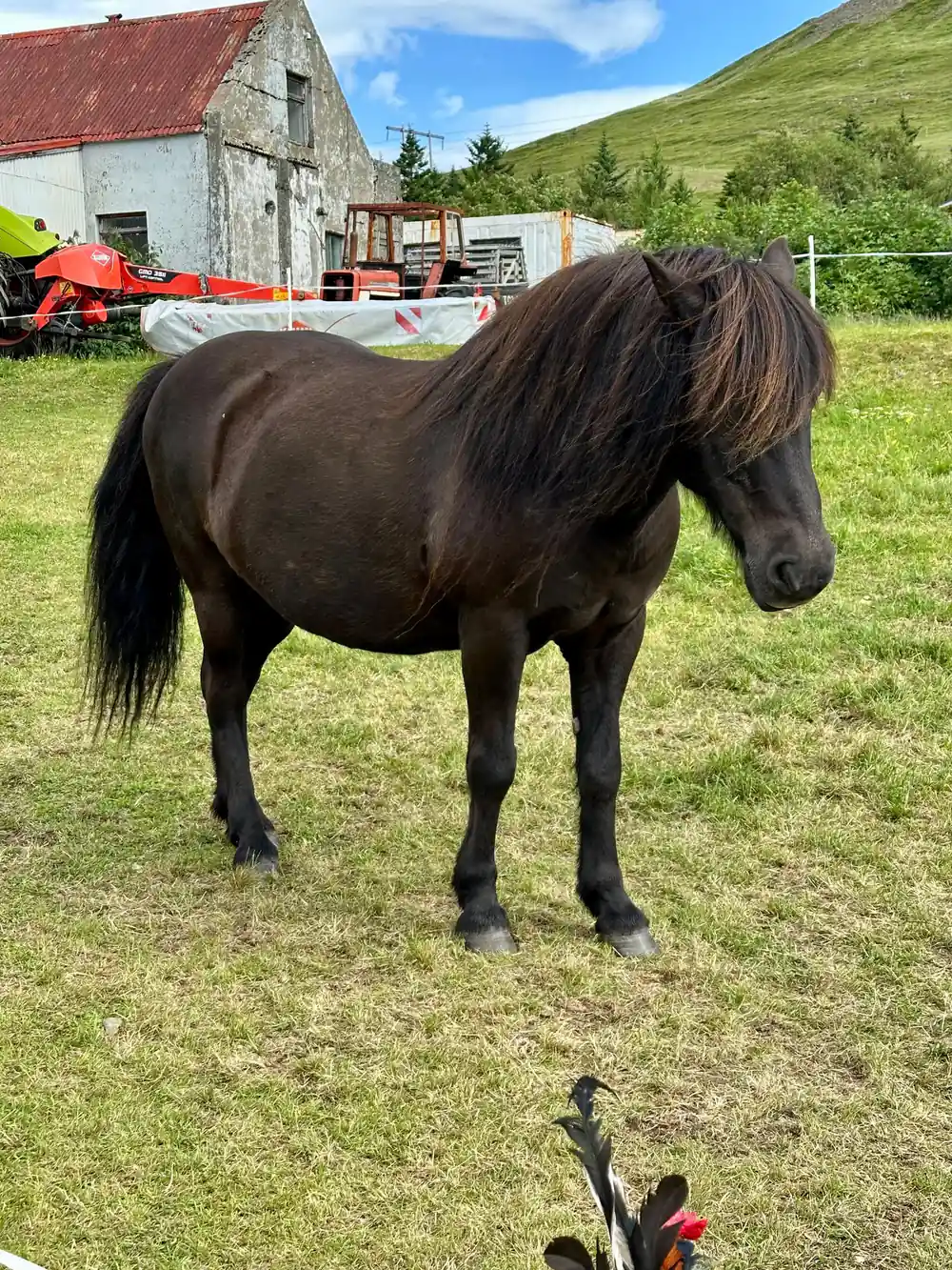 A dark Icelandic horse standing on farm grass