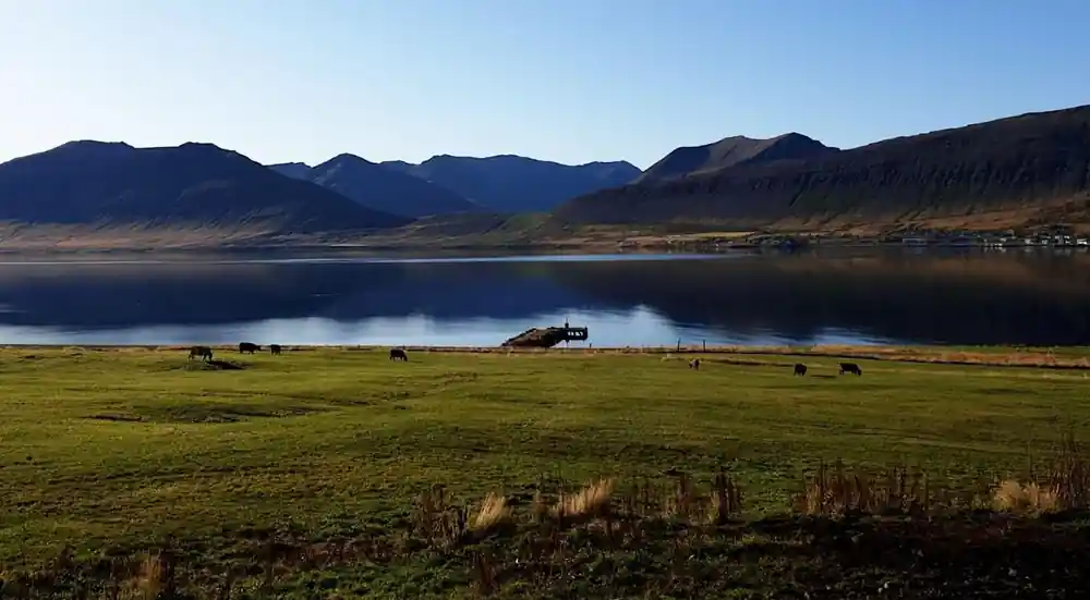 A still fjord under dark mountains with grazing land in front