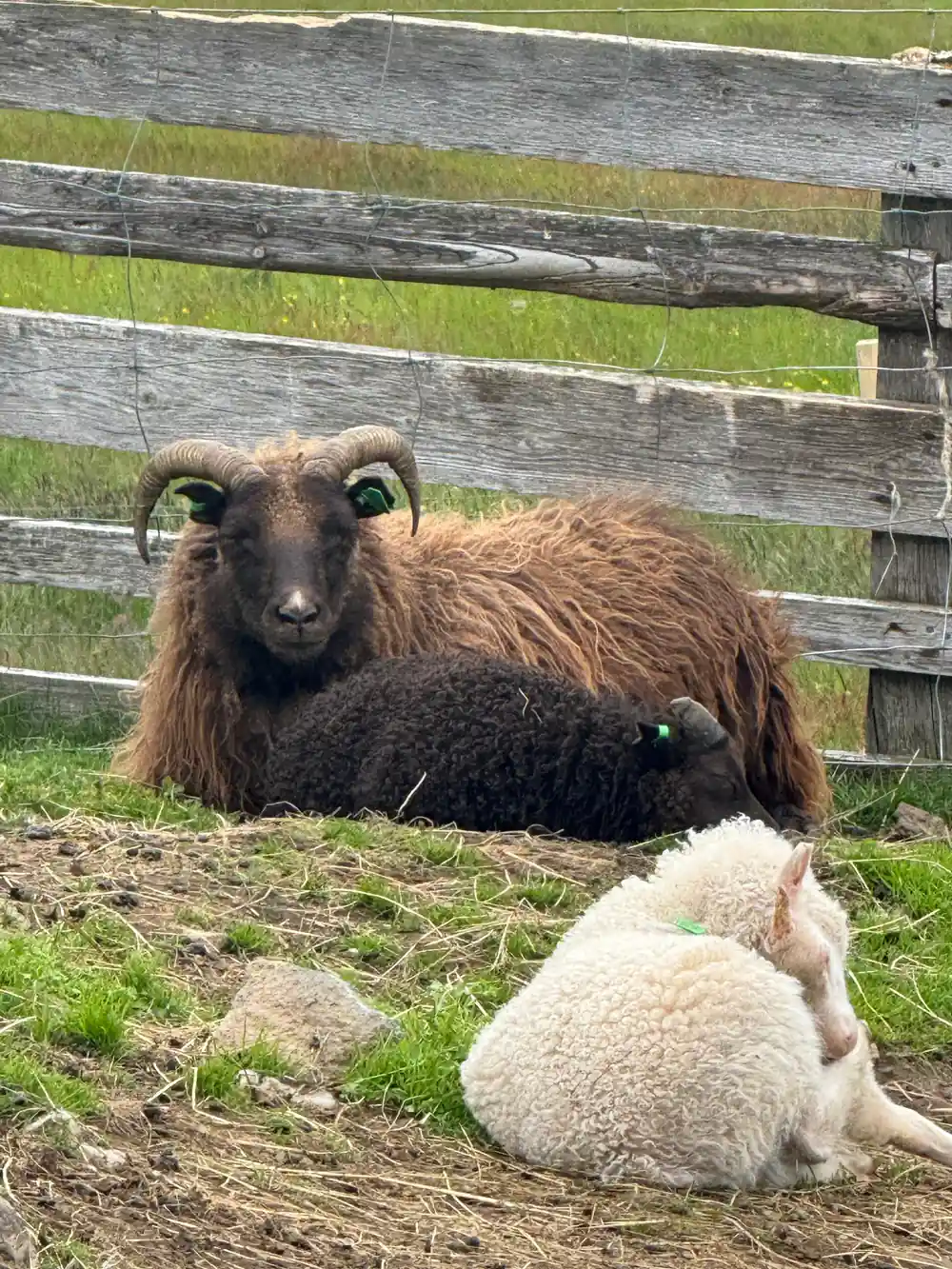 A horned brown ewe lying with lambs against a wooden fence
