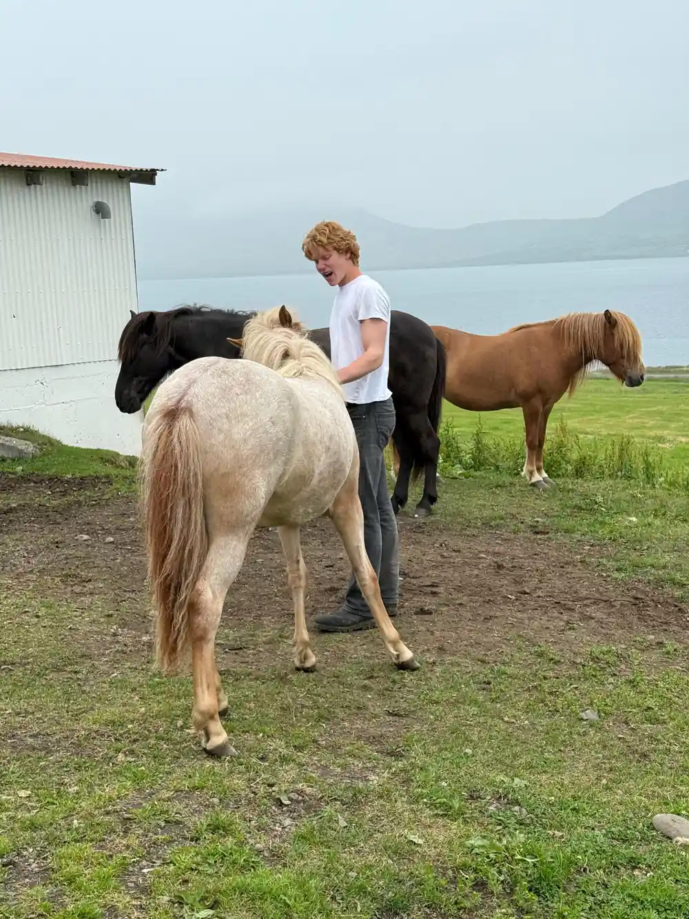 Icelandic horses gathered by a farm building above the fjord