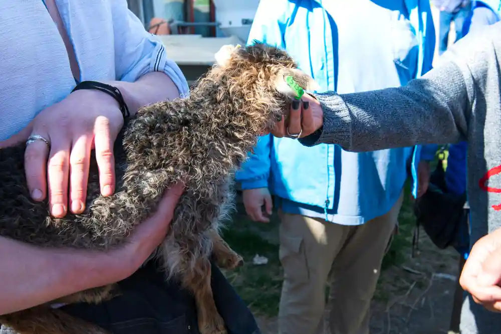 A lamb held in both arms at the farm stop