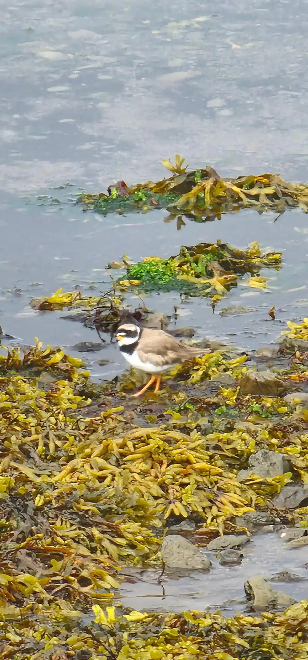 A ringed plover among yellow seaweed at the shoreline