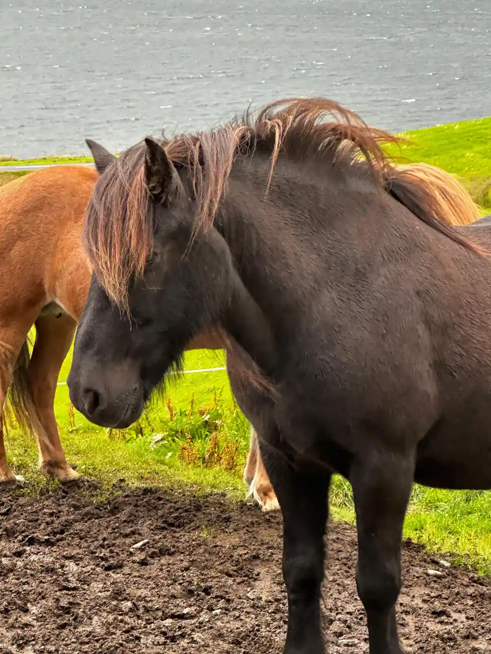Two Icelandic horses standing close together in a paddock
