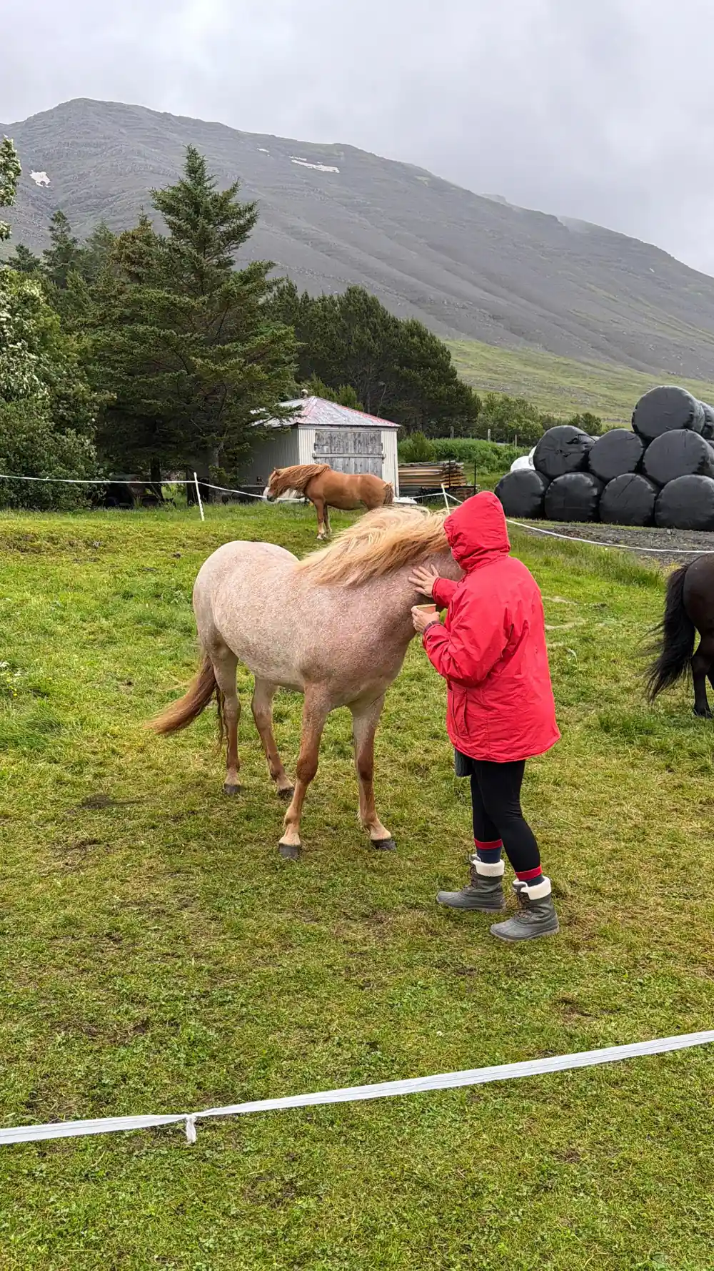 A visitor in a red coat stroking a pale Icelandic horse